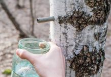 Сок березы: польза и вред березового сока, лабораторные исследования