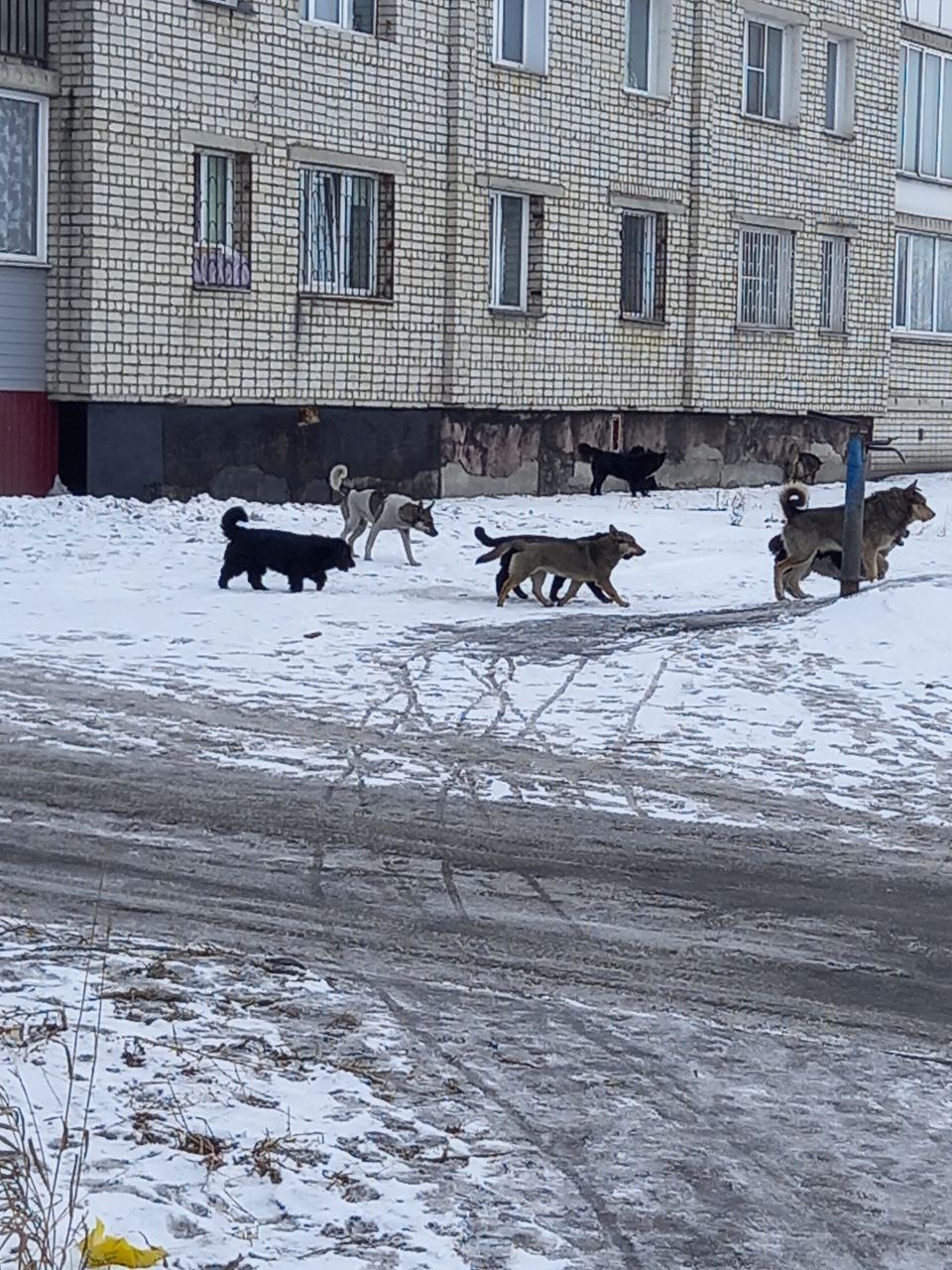 Камень-на-Оби — один из двух муниципалитетов края, где не отлавливают  бродячих собак | Каменские новости