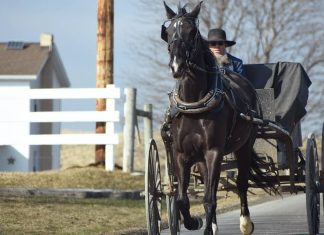 Гонка — пушка! По Камню-на-Оби вновь проскакал загадочный человек на повозке (видео)