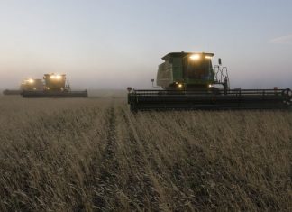 Каменский район стал зерновым лидером Алтайского края