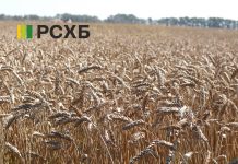 РСХБ: 13 млрд рублей направлено на финансирование сезонных работ на Алтае