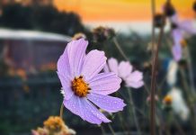 От +27 до -1: осенняя жара и мощный удар холода ждут жителей Алтайского края