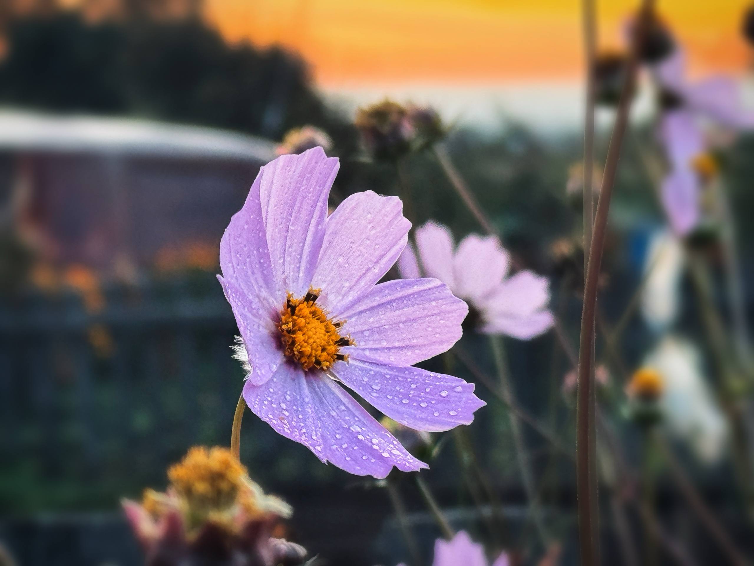 photo_5355028142084978078_w