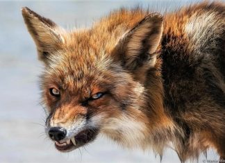 В Камень-на-Оби пришли лисы. Были случаи нападения на собак и людей