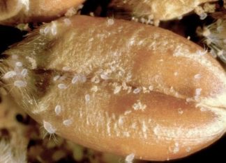 Угроза мучного клеща в аграрной сфере и на кухне