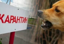 В Камне-на-Оби постановлением губернатора введен карантин по бешенству. Видео Вести Алтай