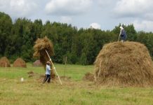Воспоминания о покосе и заготовке сена жительницы села Поперечное Людмилы Павловой