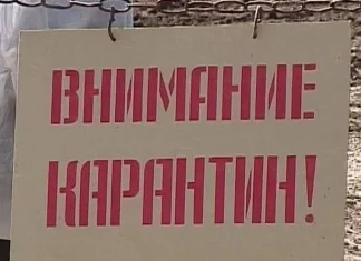 Бешенство в Камне-на-Оби: еще один очаг опасного заболевания нашли в Алтайском крае