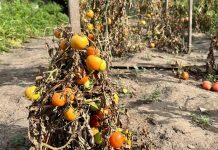 В Крутихинском районе огороды жителей полили химикатами с самолета, уничтожив урожай. Вести-Алтай