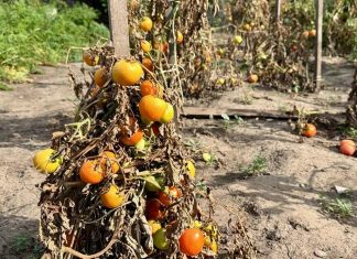 В Крутихинском районе огороды жителей полили химикатами с самолета, уничтожив урожай. Вести-Алтай